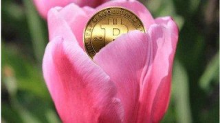 荷兰 郁金香事件,荷兰郁金香事件给投资者的启示